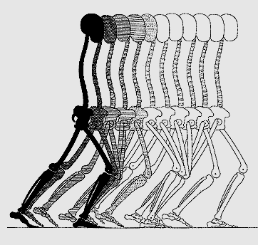 Illustration: Weber and Weber 1894