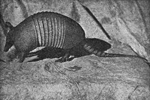 Photograph of a living armadillo