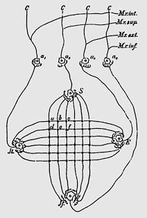 Exner, 1894: neural network (scheme)