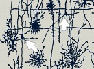 Retzius, 1890: Brain Cells (Detail)