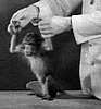 Filmexperiment with an ape