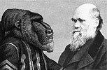 darwin and baboon
